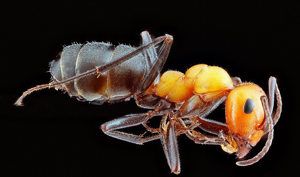 Ant Control service in Everett, WA