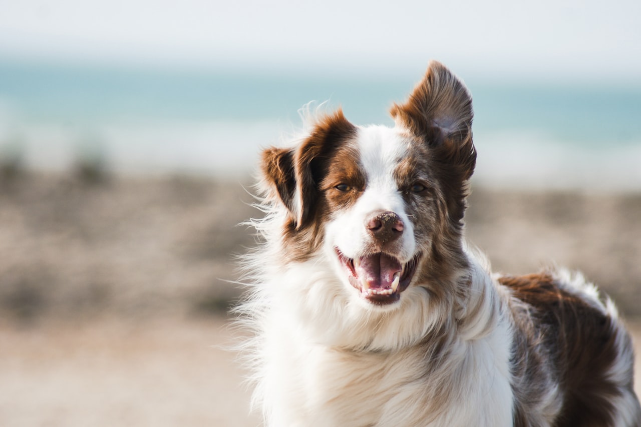Flea & Tick Control service in Everett, WA
