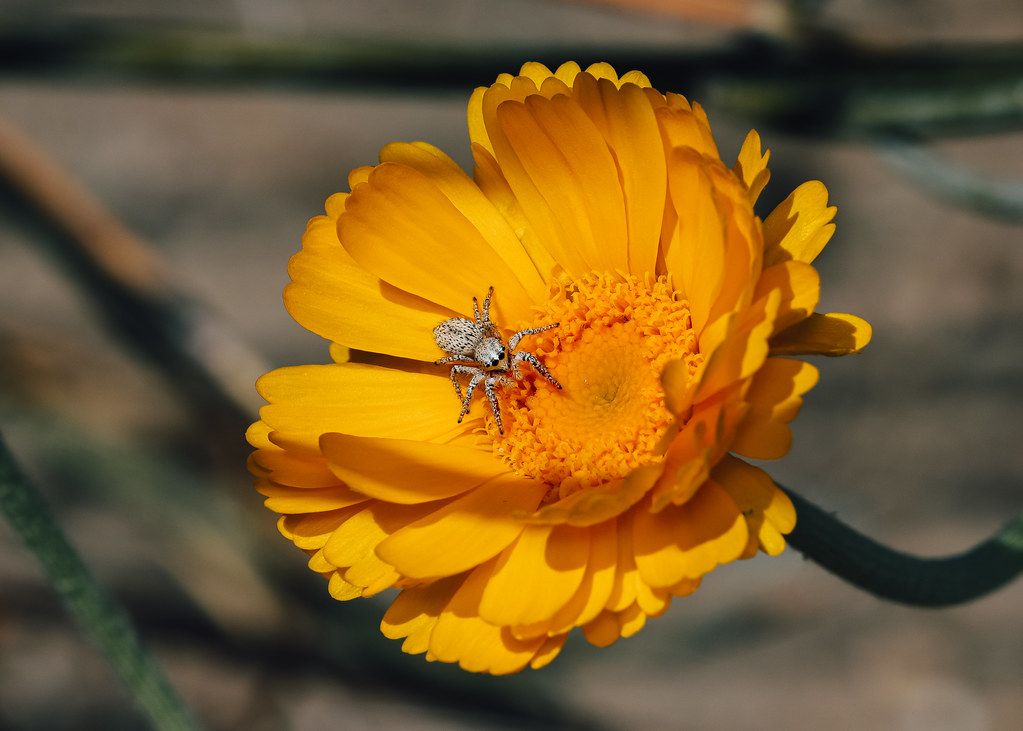 Spider Control service in Everett, WA